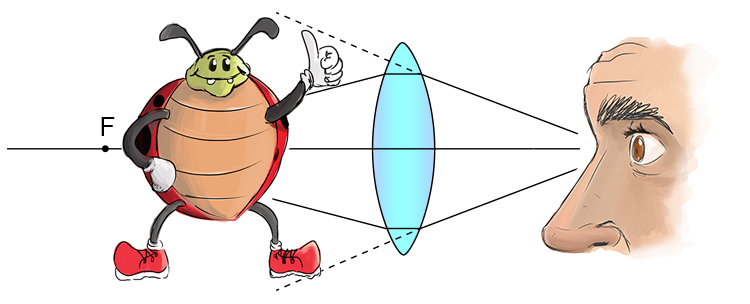 Ray diagram showing how a bug appears magnified when between 1F and a convex lens